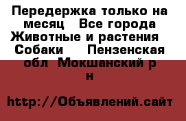Передержка только на месяц - Все города Животные и растения » Собаки   . Пензенская обл.,Мокшанский р-н